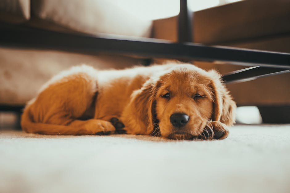 A young golden retriever puppy lies on a light-colored carpet in a residential living room, resting under a low wooden table with metal legs. The room is well-lit with natural light streaming in through a nearby window. The puppy appears relaxed and sleepy, with its eyes partially closed and fur slightly tousled. The carpet looks clean and free of debris, while the wooden flooring and furniture surrounding the area are also clear of dust or dirt. This setting emphasizes a tidy, hygienic space suitable for pet owners, highlighting the importance of regular surface cleaning and sanitisation, as promoted by Pimlico Carpet Cleaners' pet odour solutions for tenants.