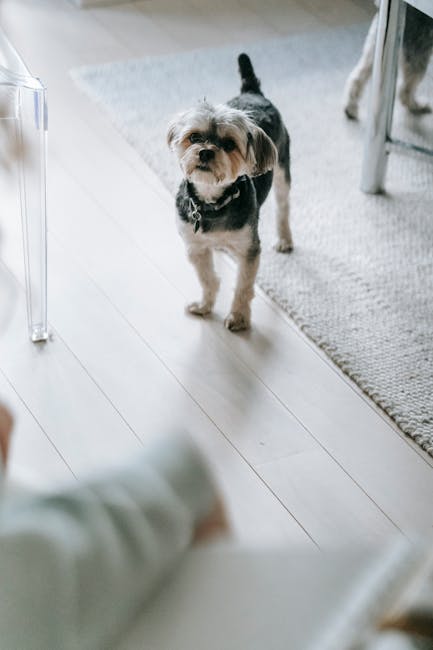 A small dog with light brown and black fur stands on a white wooden floor in a well-lit room, looking up towards the camera. The room features a white area rug partially visible in the background, along with a transparent chair and a stainless steel appliance, likely a fridge or oven, situated near the dog. The lighting appears natural, possibly from nearby windows, contributing to a clean and hygienic atmosphere suitable for residential surface cleaning and deep cleaning. Pimlico Carpet Cleaners emphasizes thorough sanitisation and maintenance of domestic surfaces, ensuring a fresh and odour-free environment, especially important for pet owners managing pet urine odour solutions. The image reflects a neat, hygienic space that has been professionally cleaned, underscoring the importance of regular cleaning for health and comfort.